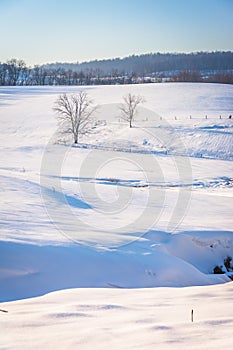 View of trees and fences in a snow-covered farm field in rural Y