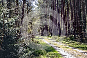 View of trees in forest with sunbeams through the trees