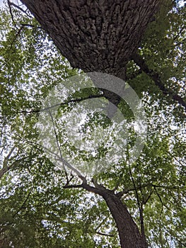 View of Trees with green leaves from below