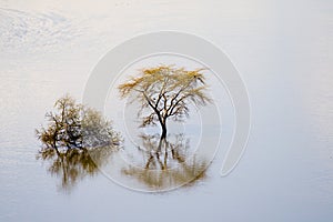 View of trees in Lake Nakuru National Park