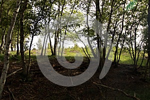 View on trees in the moor in herzlake emsland germany