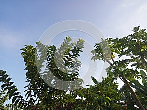 View of trees in the morning in the home garden