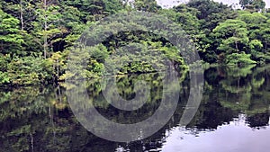 View of trees passing by at river