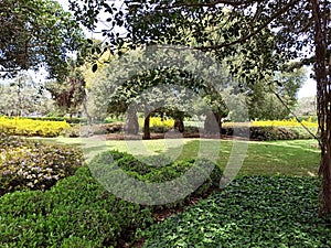 View of trees in Ramat Hanadiv, Israel