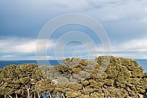 View of trees and the sea photo