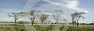 View of trees in the Serengeti