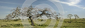 View of trees in the Serengeti