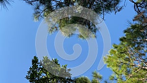 A view of trees and sky from a circlular point of view