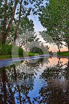 Summer Trees Puddle Reflections