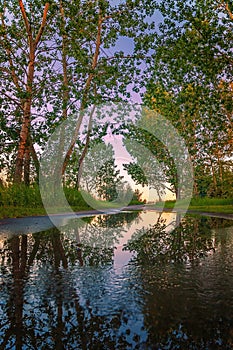 Summer Trees Puddle Reflections