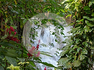 View through trees to Tropical Waterfall