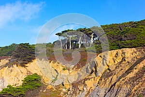 View of trees towering atop of Lands End Lookout.