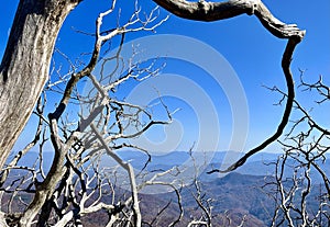 View and trees at the Wayah Bald Fire Tower