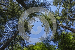 View of a Treetop Canopy