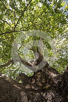 View through the treetop of a plane tree