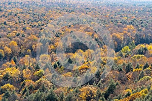 View of treetops in beautiful fall colors from the Lake of the Clouds in Porcupine Mountains Michigan