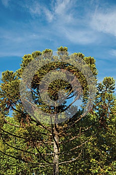 View of treetops and blue sunny sky in the city center of Campos do JordÃÂ£o. photo