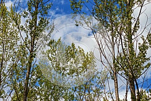 View of the treetops. Between the branches is a blue sky with white clouds