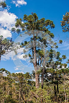 View of treetops in the middle of a pine forest in Horto Florestal, near Campos do JordÃÂ£o. photo