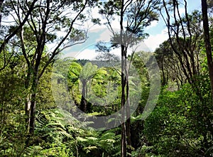 View through the treetops of native bushland