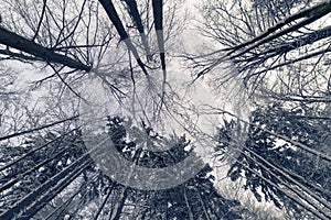 View into treetops of spruce and naked beech trees in snow covered forest