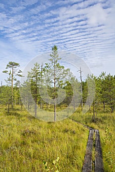 View of The Tremanskarr swamp and nature trail