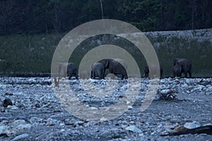 View of a troop of elephants