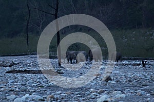 View of a troop of elephants