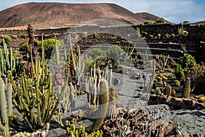 View of tropical cactus garden, jardin de cactus in Guatiza, popular attraction in Lanzarote, Canary islands.