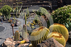 View of tropical cactus garden, jardin de cactus in Guatiza, popular attraction in Lanzarote, Canary islands.