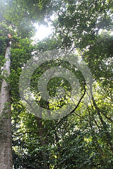 View of tropical forest in Botanical Garden Singapore