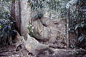 View of tropical jungle with tallest tree and buttressed roots in the Henri Pittier National Park Venezuela Gyranthera caribensis