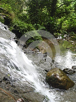 View of tropical jungle with waterfall in the Henri Pittier National Park Venezuela Gyranthera caribensis