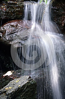 View of tropical jungle with waterfall in the Henri Pittier National Park Venezuela Gyranthera caribensis