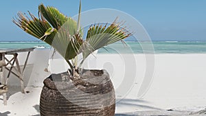 View of Tropical Palm Tree in Pot against of Beach with an Azure Ocean, Zanzibar