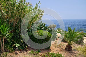 View of tropical sea shore, Malta