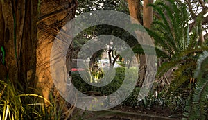 View through tropical trees