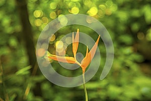 A view of a tropical yellow Bird of Paradise flower near to Soufriere in St Lucia