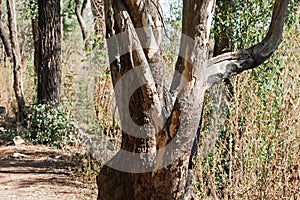 BARK SEPARATING FROM BRANCHES ON A EUCALYPTUS TREE