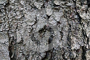 View of the trunk of a large tree, bark. Background, texture
