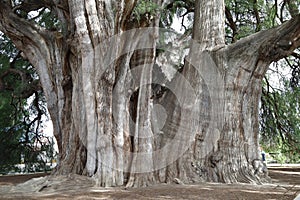 View of the trunk of an old ahuehuete tree in El Tule, Oaxaca