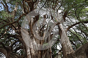 View of the trunk of an old ahuehuete tree in El Tule, Oaxaca
