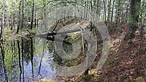 View of the trunk of an old pine tree lying in a spring stream in the forest