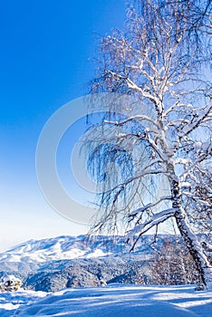 View from Tserkovka mountain on the Altai Mountains in winter.