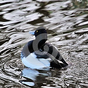 A view of a Tufted Duck