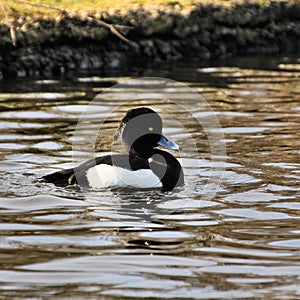 A view of a Tufted Duck