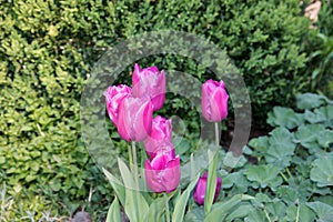 View on tulips in the garden with a green background