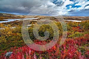 View of the tundra space with vegetation in the autumn. The far north in Russia