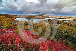 View of the tundra space with vegetation in the autumn. The far north in Russia