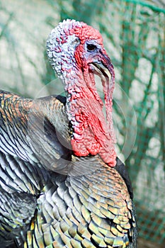 View of a turkey head photo
